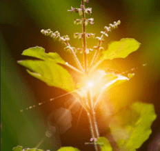 Buy a Meditation Book